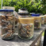 Das Foto zeigt Schraubverschluss-Gläser, die alle randvoll gefüllt sind mit Zigarettenkippen. Im Vordergrund stehen zwei, dahinter in der Diagonalen von vorne links nach hinten rechts sieben weitere auf einem Gartentisch aus Holz. Im Hintergrund sieht man grüne Hecke.